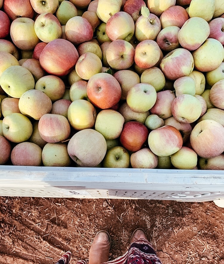 An overview shot of someone standing over apples at the Carter Mountain Apple Orchard in Charlottesville, Virginia.
