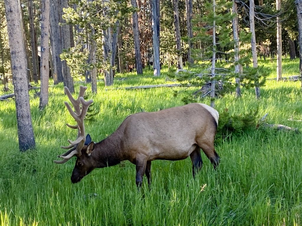 Elk on our trip to Yellowstone