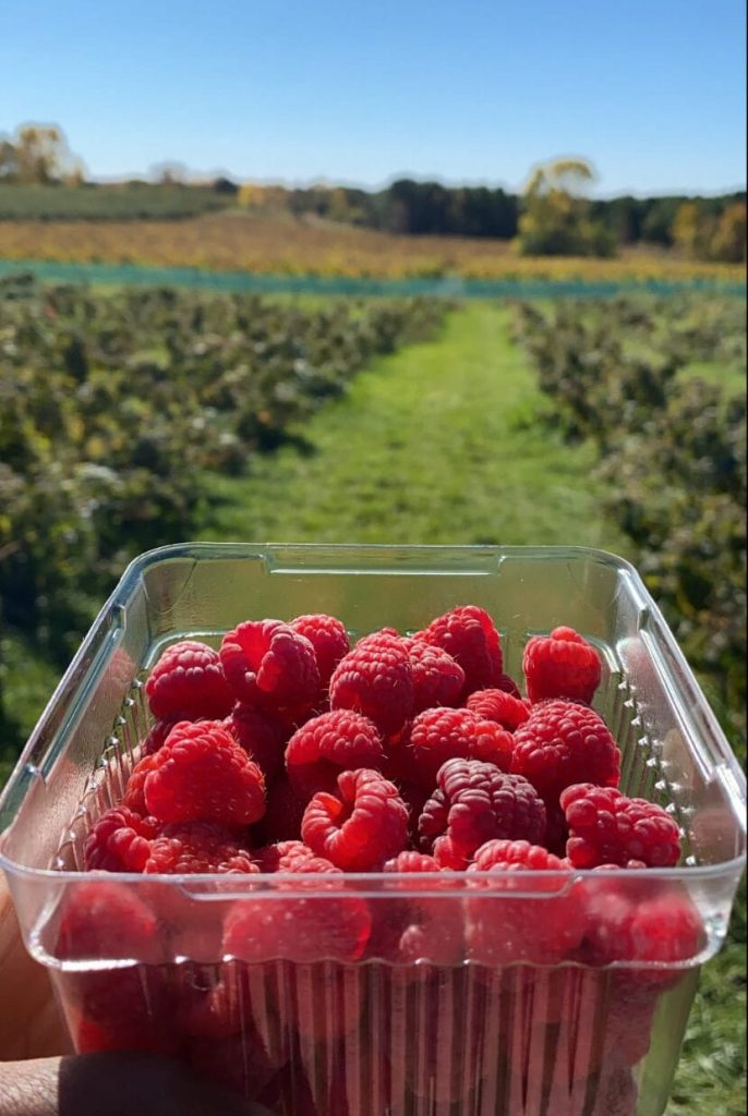 Holding raspberries in a Minnesota Apple Orchard